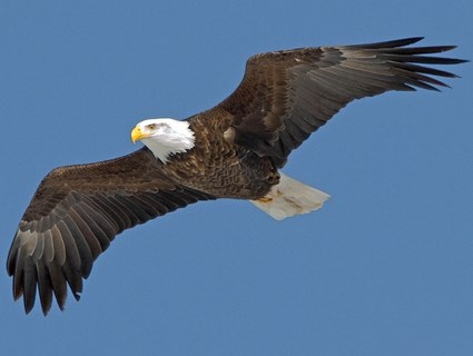 Eagle photo